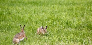 Jaka lampę wisząca wybrać do nowoczesnego salonu?