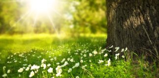 Jaki kwiat obok grzejnika?