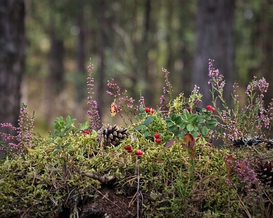 Jakie Wrzosy na cmentarz?