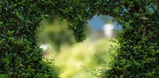 Co oznacza Zielona róża?